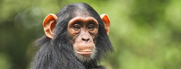 chimpanzee