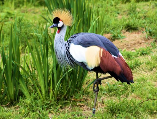 crested crane