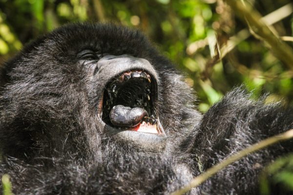 Mountain gorilla