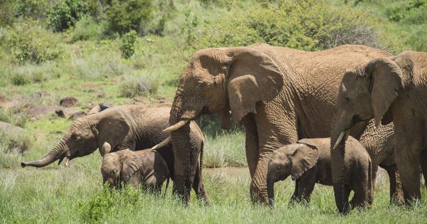 elephants