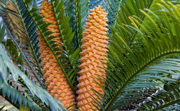 cycad