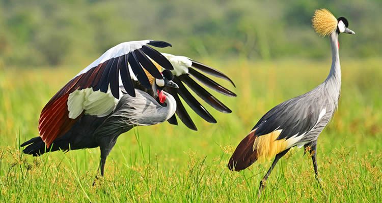 Crested Crane - Guide 2 Uganda