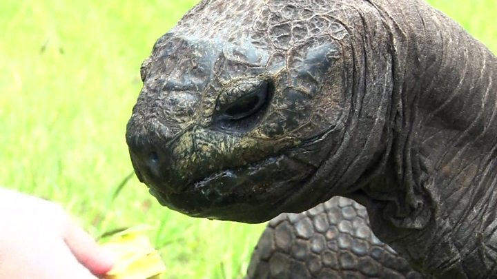 tortoise head