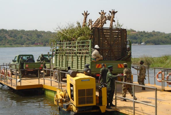 giraffe translocation