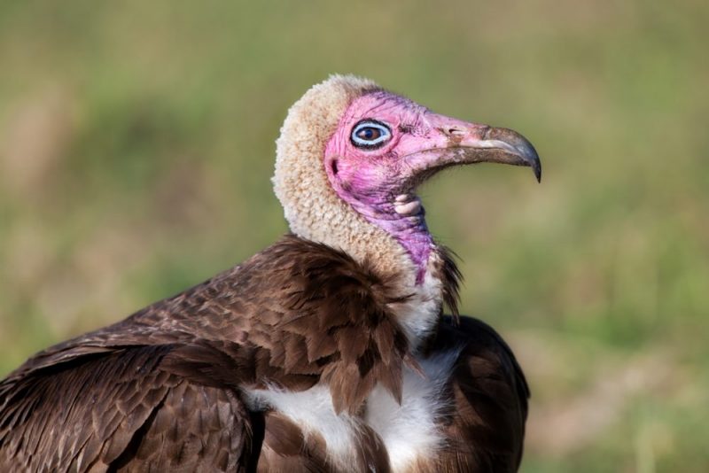 vulture