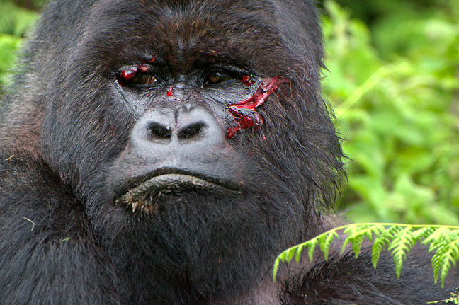 gorilla threat