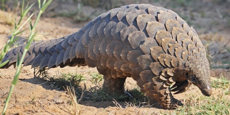 pangolin