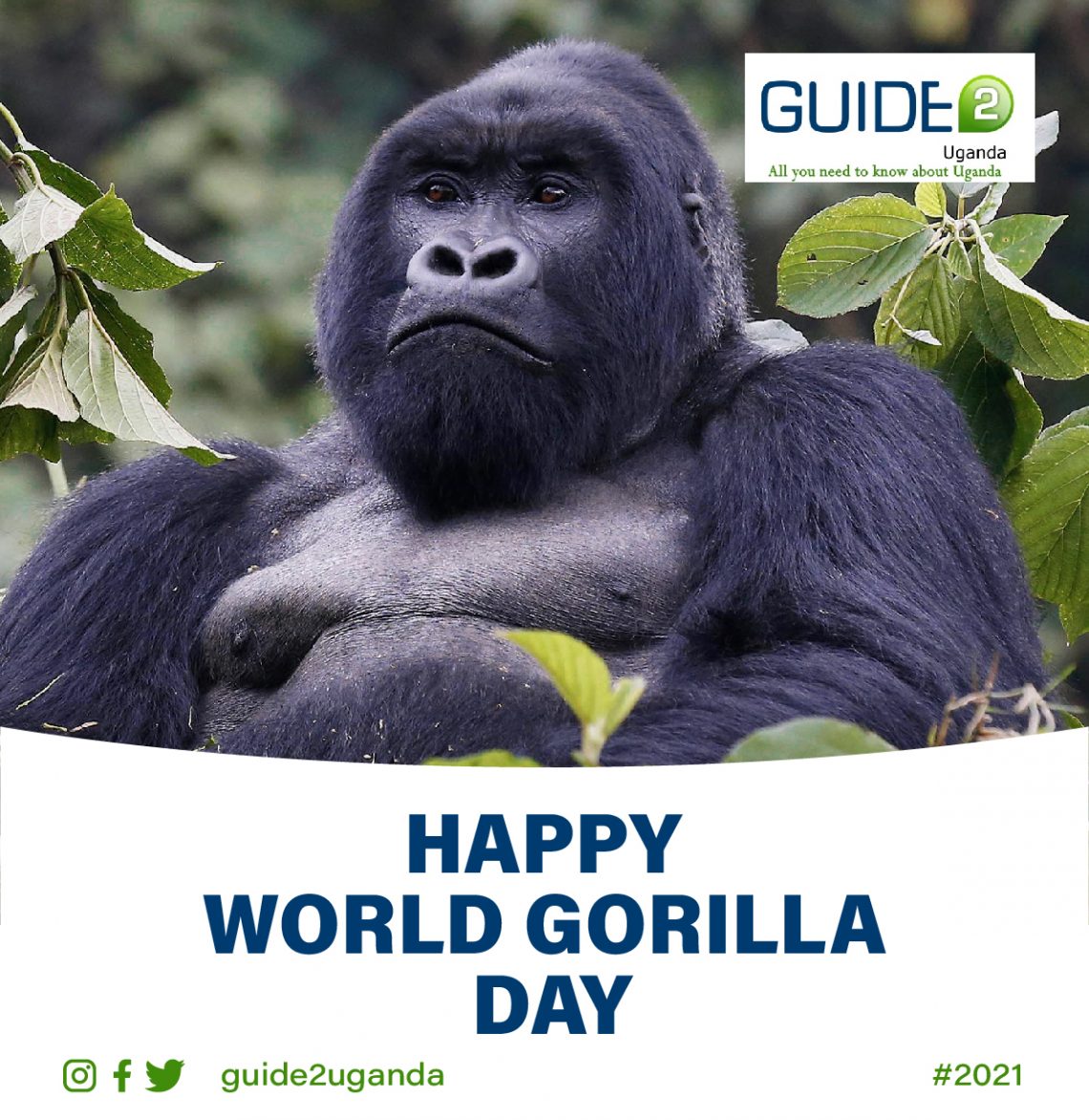 World Gorilla Day Guide 2 Uganda