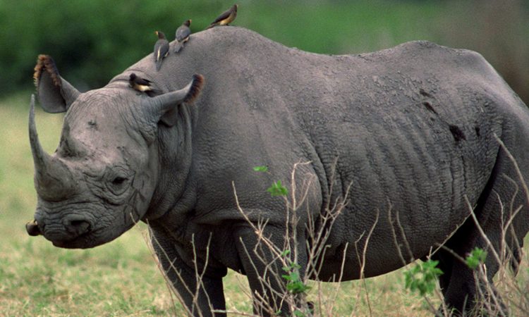 rhinos-in-uganda